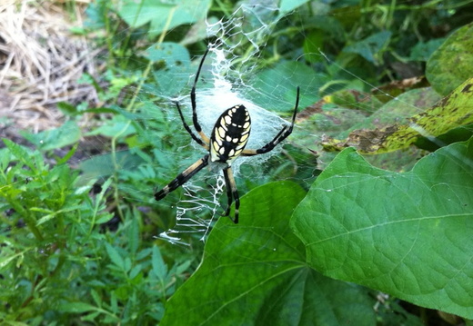 Garden Spider